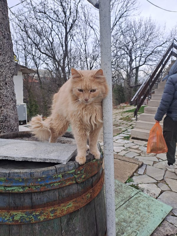 Cats spotted in indoor and outdoor locations across Varshets