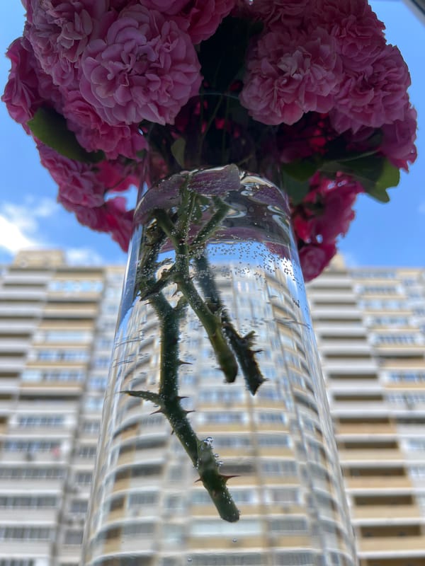 Pink roses on a Krasnodar windowsill, shot from every angle