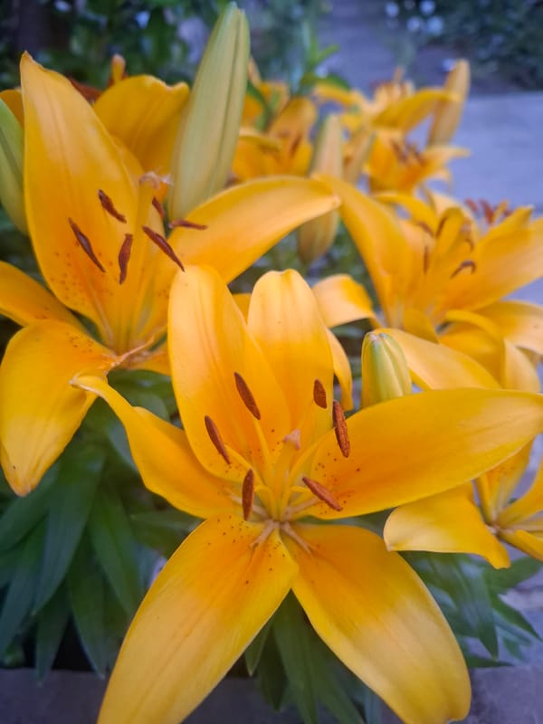 Garden flower photography with unexpected pineapple in Middleton Tyas