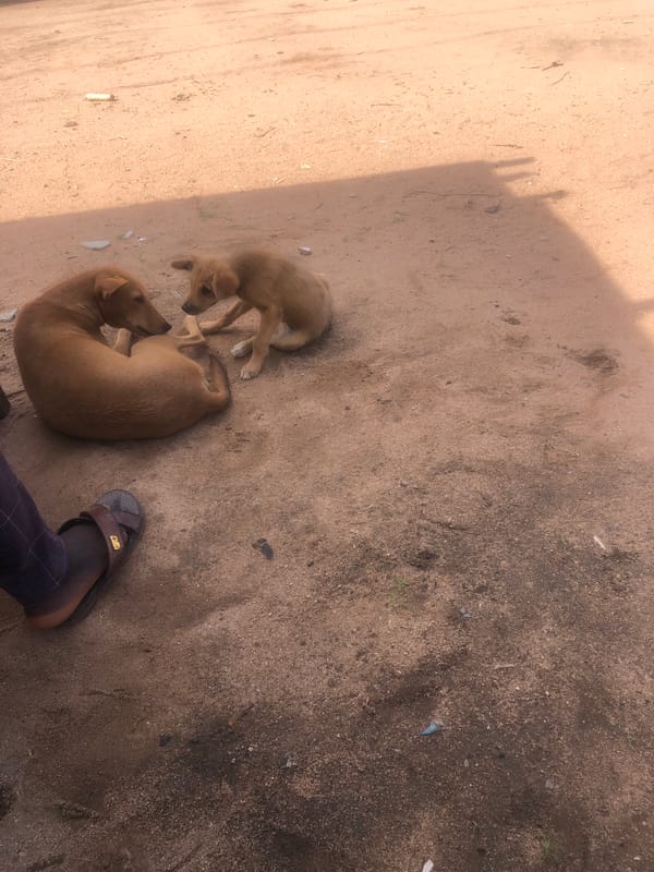 Rural daily life documented in Jalingo, Nigeria morning scenes