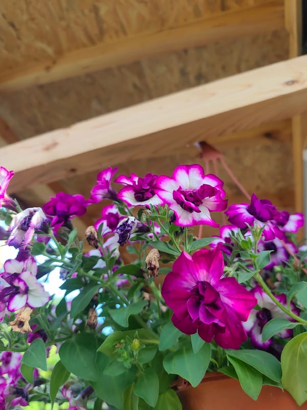 Garden documentation captures flowering plants and produce over 10 minutes