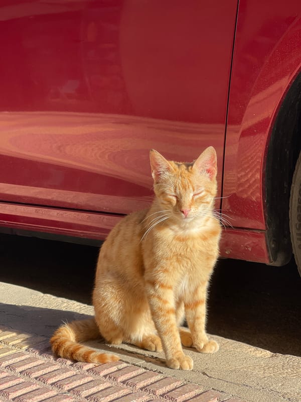 Cat naps beside car on sunny Cullera sidewalk