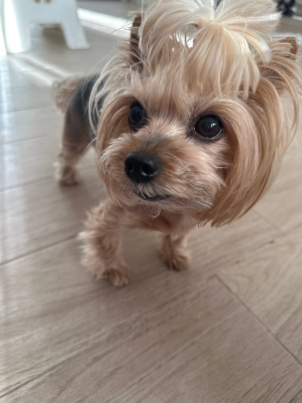 Yorkshire Terrier plays with toys in Sofia home