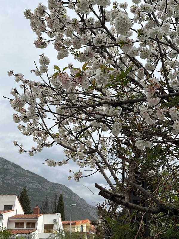 Spring blooms and dog spotted during morning walk in Montenegro