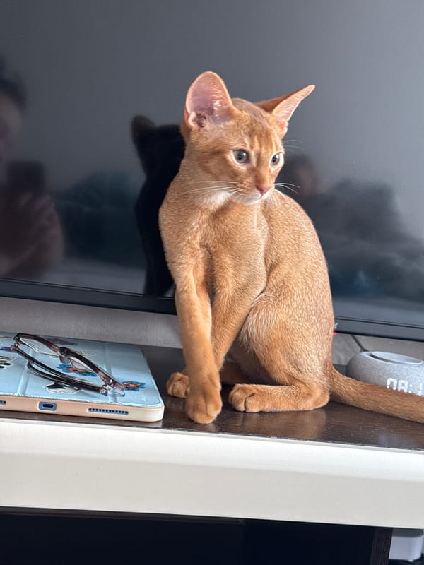 Abyssinian cat's lazy morning around a Russian apartment