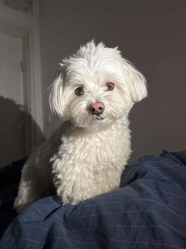 Small white dog photographed in Bat Yam, Israel