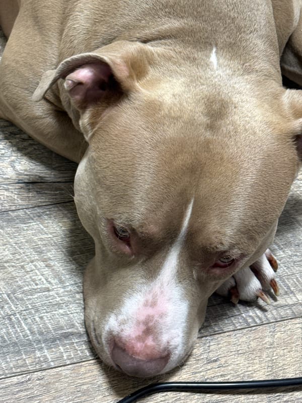 Dog rests on wooden floor in indoor setting