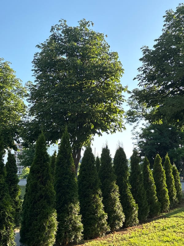 Arborvitae row curves along a green embankment in Kragujevac