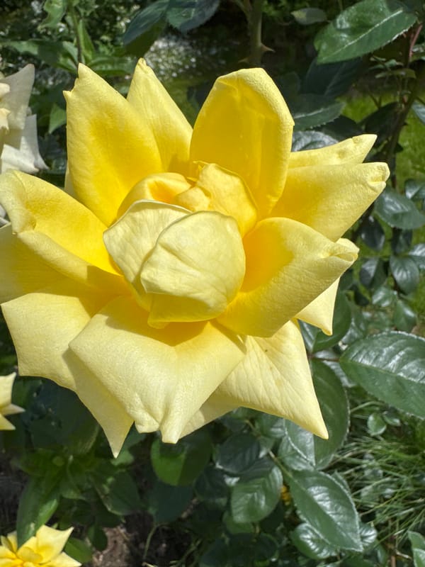 Russian garden in full bloom, flowers and whimsical ornaments throughout