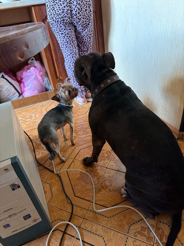 Lazy afternoon at a Kraskovo home, dogs and all