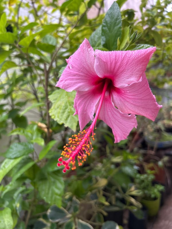 Wet Pink Hibiscus Flower Spotted in Buenos Aires