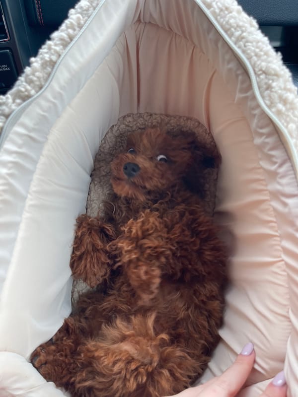 Poodle puppy travels in pet carrier in Pernik car