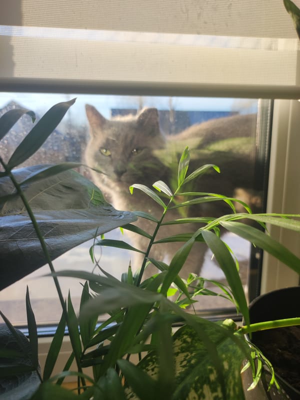 Cat attempts window entry at Votkinsk residence during winter morning