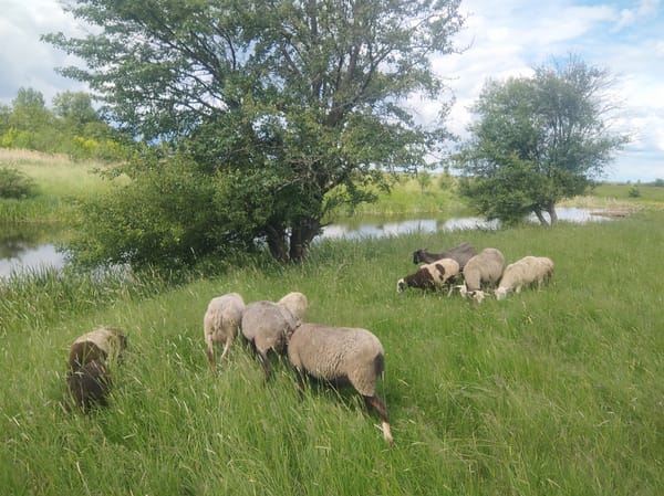 Rural livestock grazing documented across pastoral fields June 1st