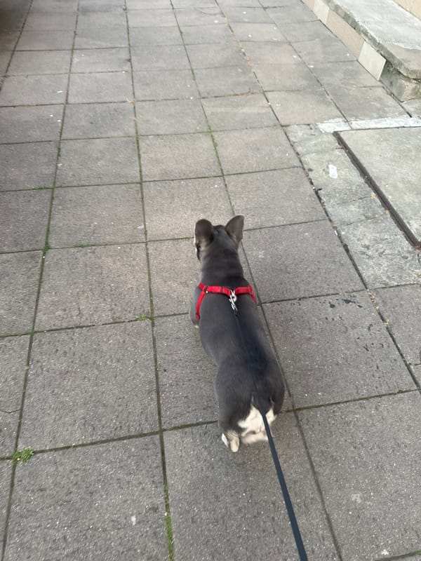 French Bulldog's Daily Life Documented Over Two Hours