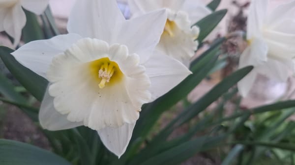 Spring garden moments captured in Rakita, Bulgaria