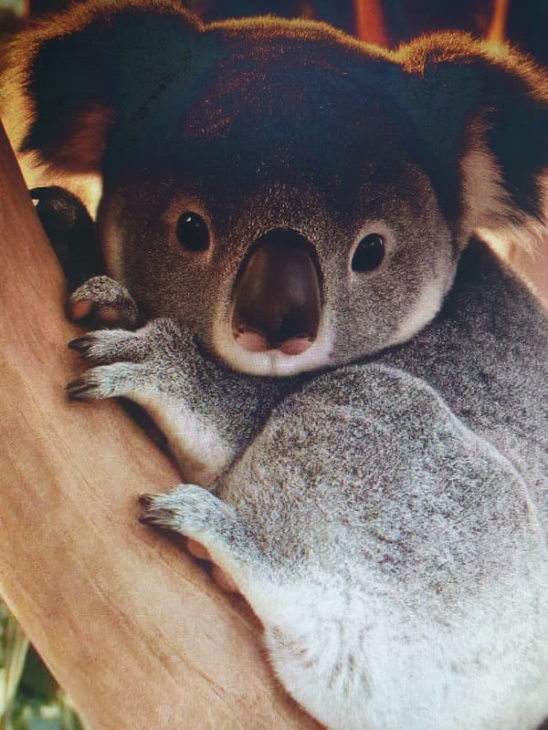 Mixed bag of wildlife, pebble close-ups, and Roblox screenshots