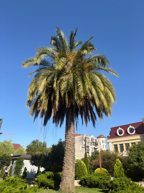 Palm tree and passing bird under Batumi's blue summer sky