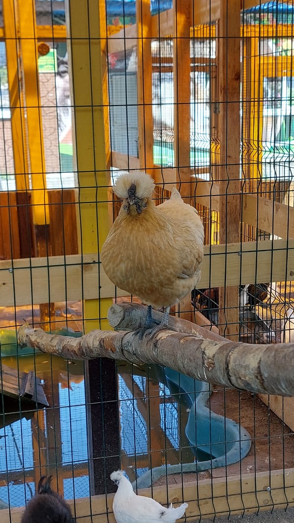 Chickens, raptors, and geese at a Yelizovo bird setup