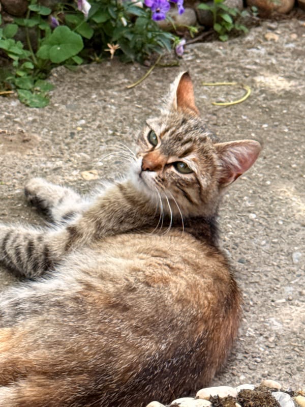 Cat relaxing and window robot working in Slavyani
