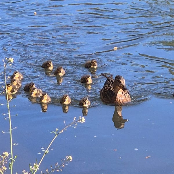 Pedestrians navigate central Strasbourg streets and waterways midday