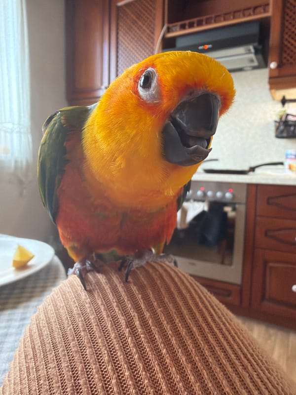 Sun Conure parrot feeds on lemon in Khimki