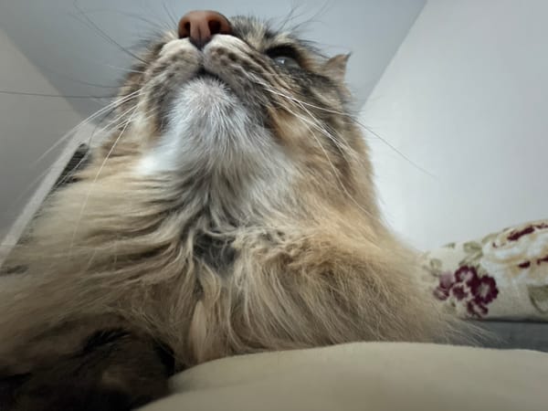 Cat videos and workout footage captured in Votkinsk park