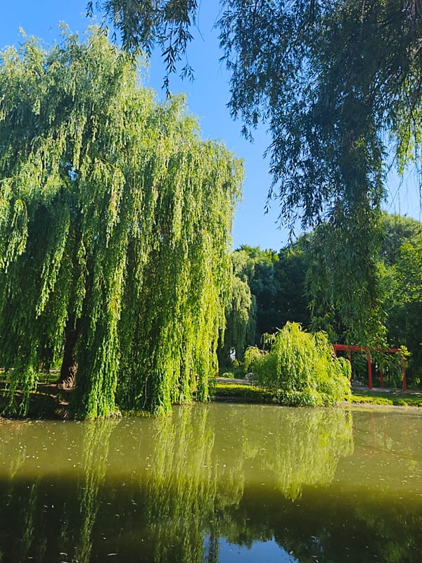 Peaceful park pond and greenery in Ternopil, Ukraine