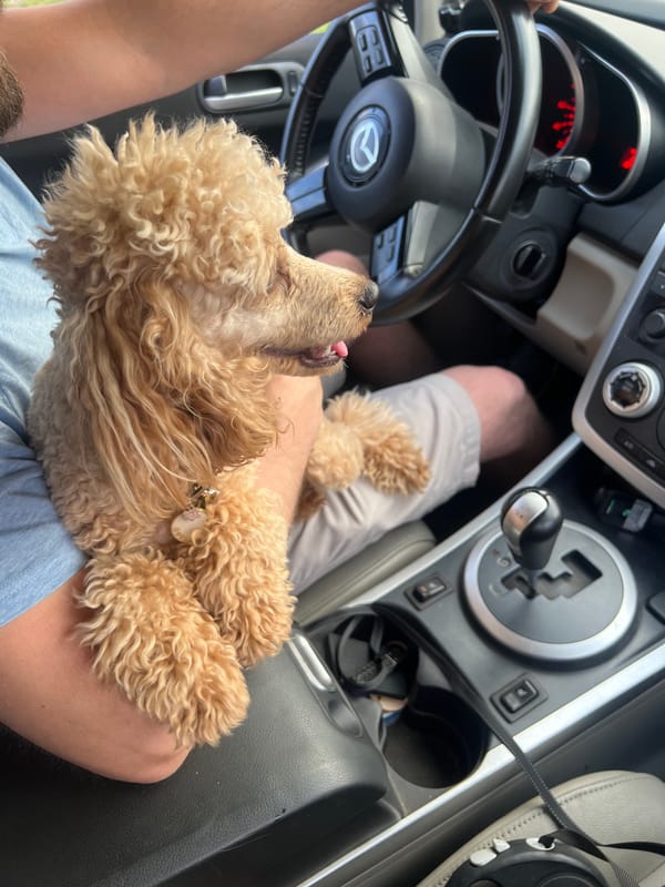 Two small dogs riding shotgun in Kharkiv