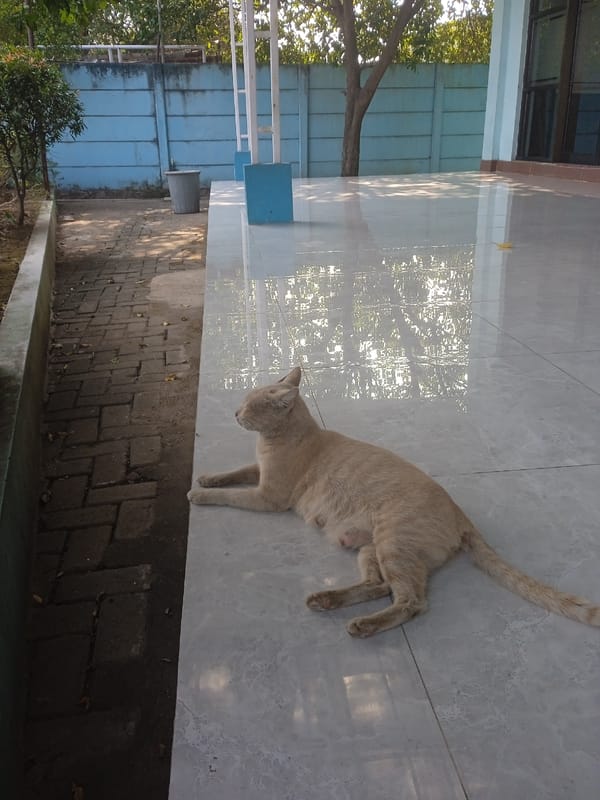Lakeside morning in Semarang, with cats and a lone fisherman