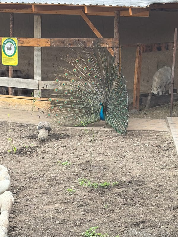 Peacock performs courtship display in Jil-Aryk, Kyrgyzstan