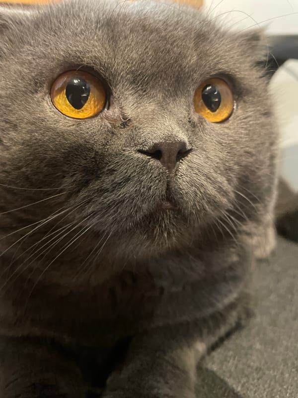 Domestic life documented: Scottish Fold cat, toy dinosaurs, nature scenes