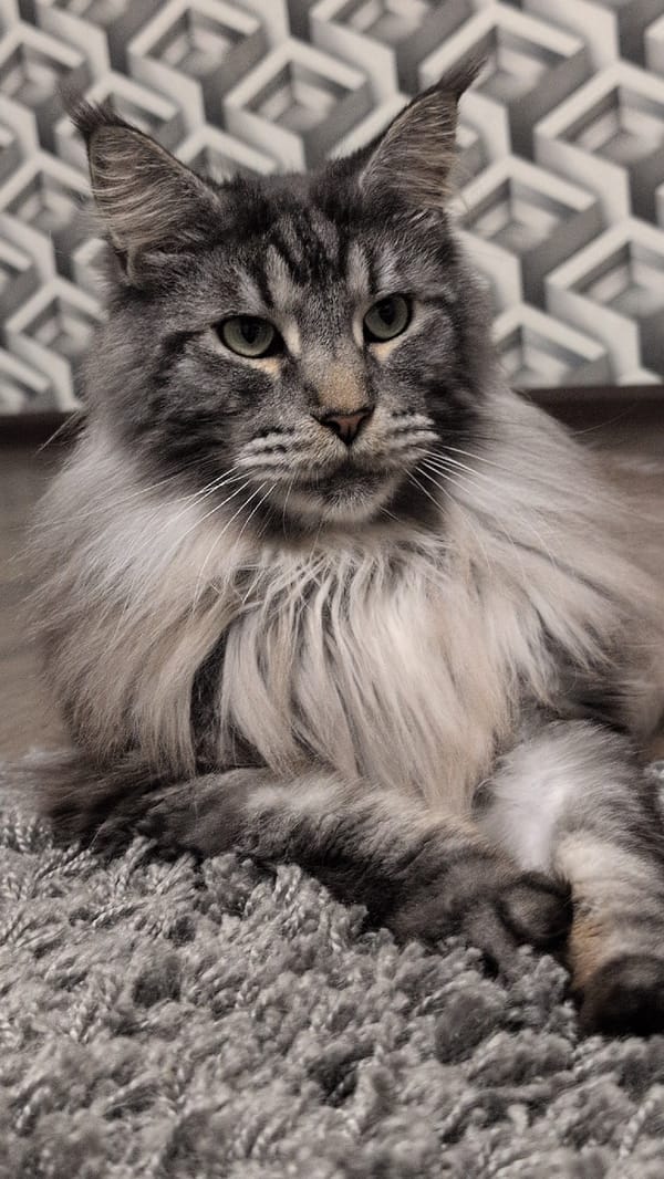 Maine Coon at home in Izmail, doing cat things