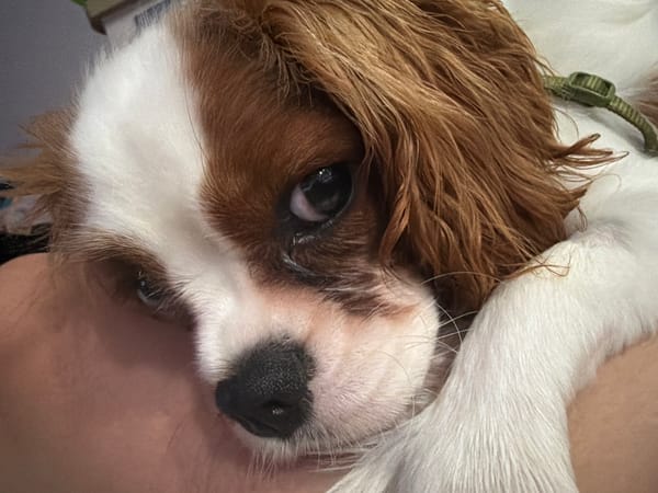 Cavalier King Charles Spaniel relaxing indoors, evening portrait session