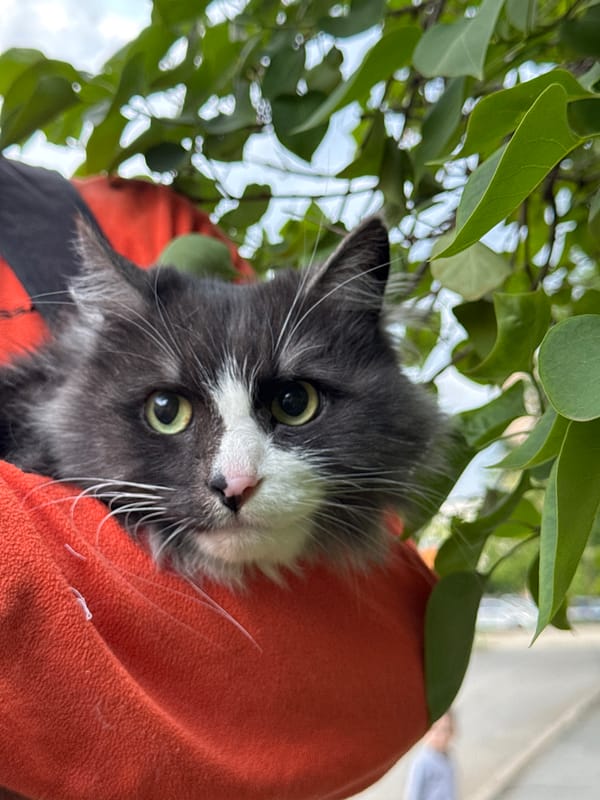 Cat and street scenes documented in Izhevsk afternoon