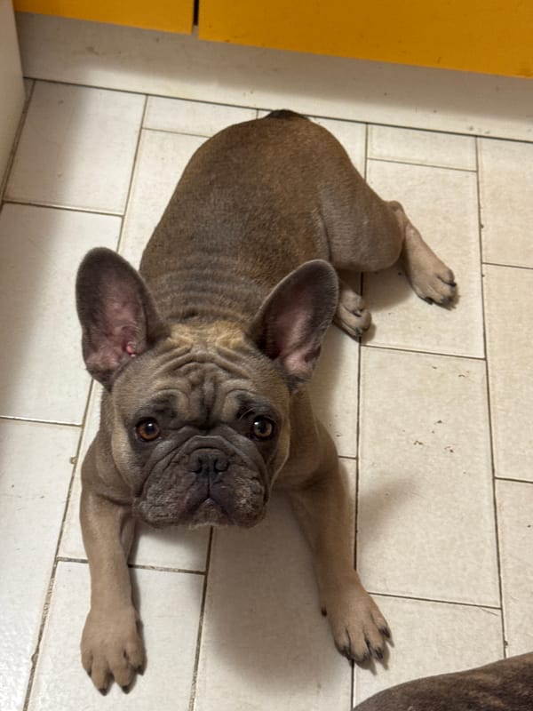 French Bulldogs lounging around a tiled home in central Italy