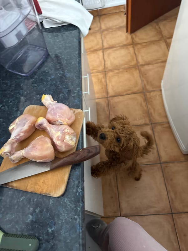 Home cooking session with poodle observer in Montenegro kitchen