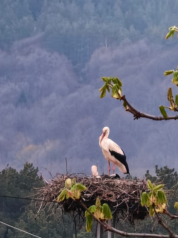 Ordinary moments captured: nesting stork, gold stand, dog, wooden wand