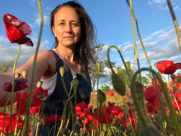 Sunset poppy field with dramatic skies and rolling hills