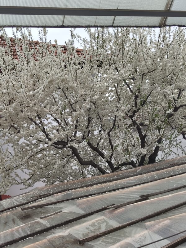 White flowering tree blooms in Pletena, Bulgaria