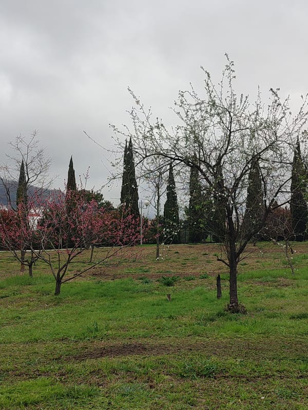 Family visits parks in Sirius-Sochi area during spring bloom