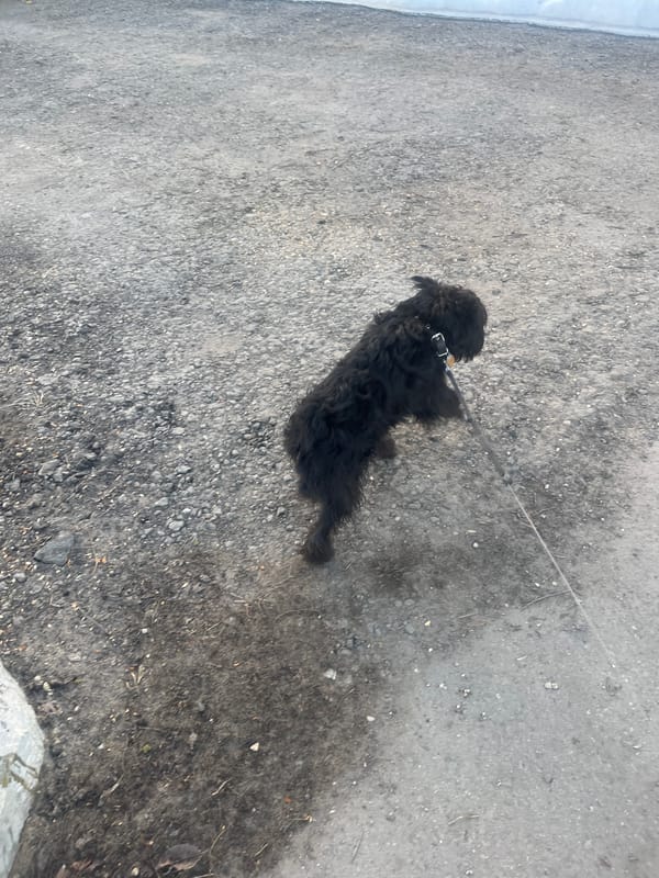 Dog walker observed on residential streets in Podolsk, Russia