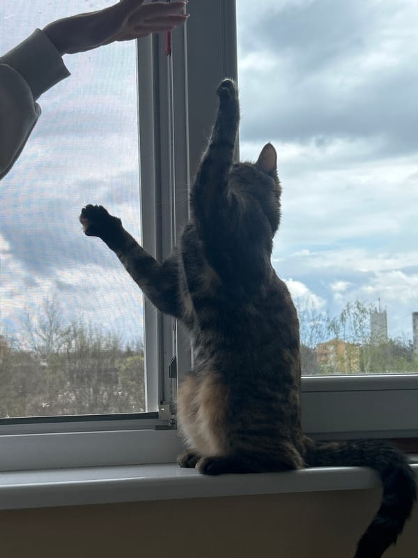 Cat reaches for human hand at window in Dimitrovgrad