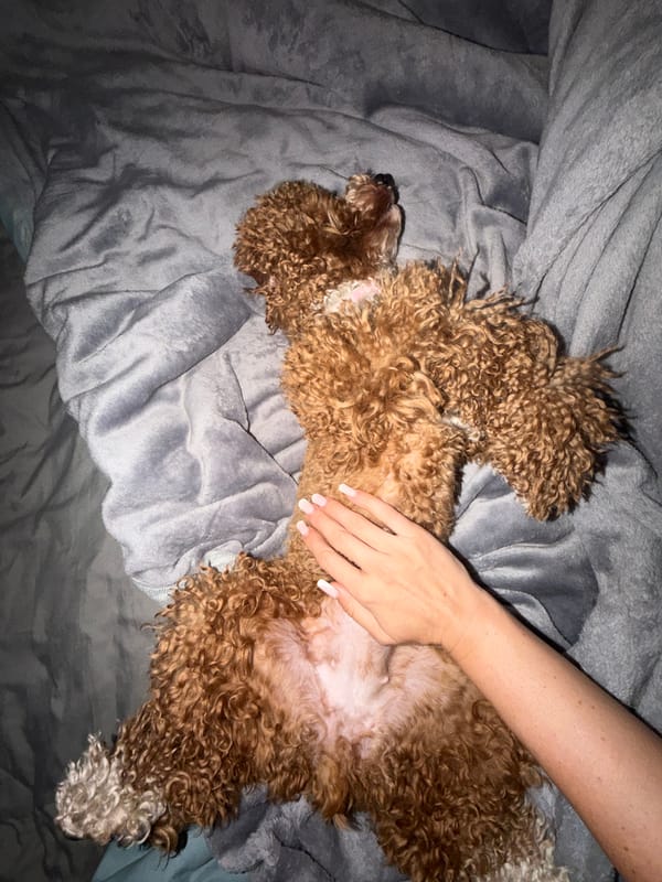 Poodle rests with owner in indoor moment, Đà Nẵng