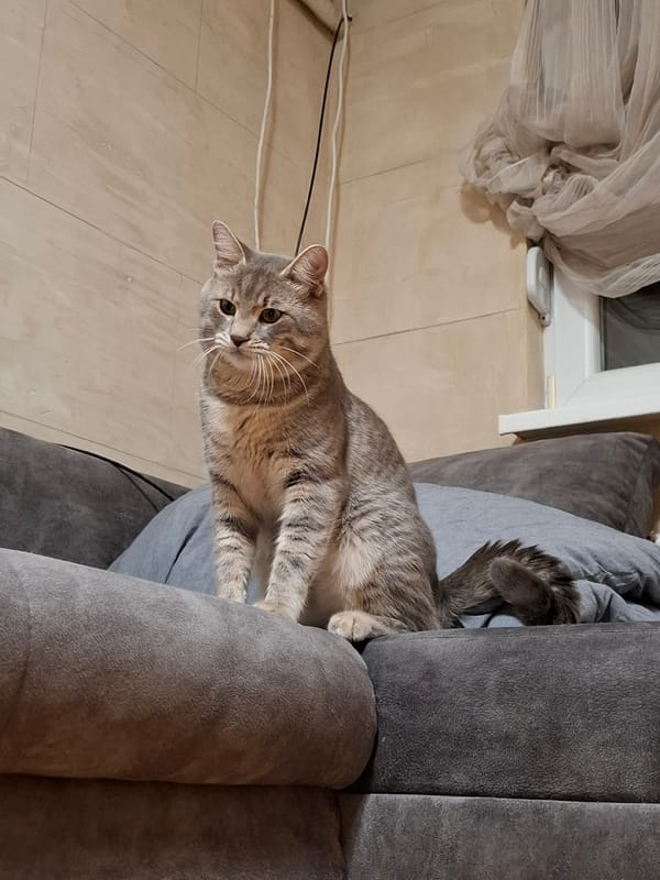 Tabby cat photographed in multiple portraits in Novi Sad