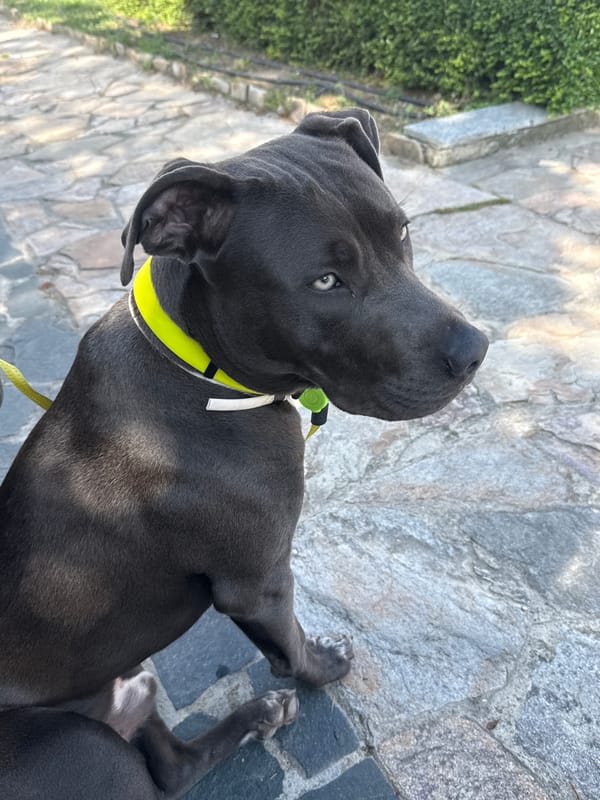 Gray dog with blue eyes spotted in Aksakovo park