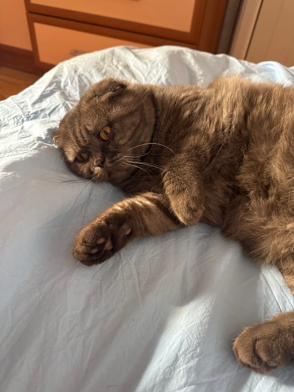 Scottish Fold cat photographed relaxing indoors in Panagyurishte, Bulgaria