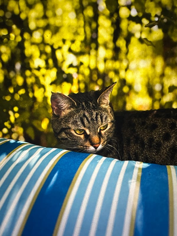 Tabby cat relaxing on a striped cushion outdoors in Russia