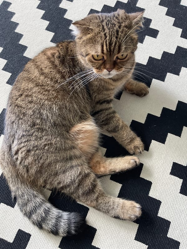 Tabby cat lounging on its back in Dzerzhinsk