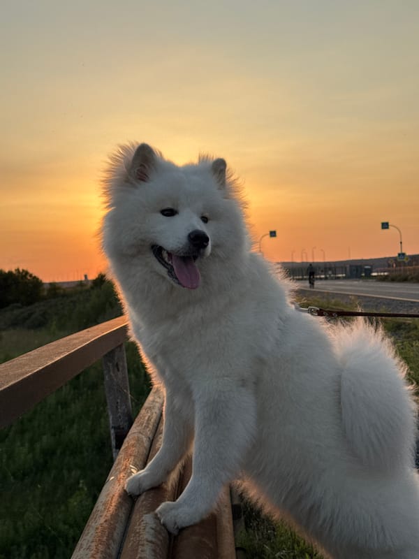 Golden hour stroll along the Chaikovsky waterfront with a Samoyed